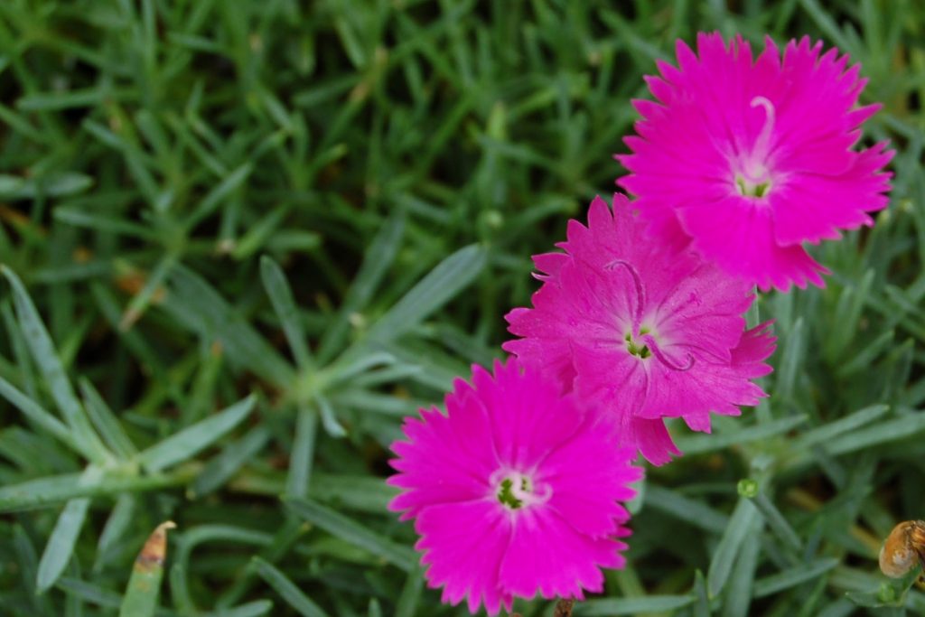 summer blooming perennials