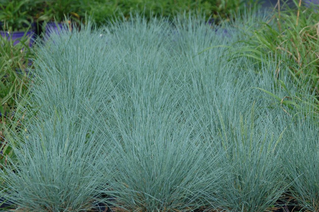perennial plants festuca
